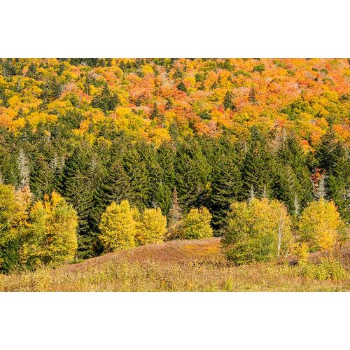 Jones, Allison 아티스트의 USA-New Hampshire-fall foliage Bretton Woods at base of Mount Washington작품입니다.